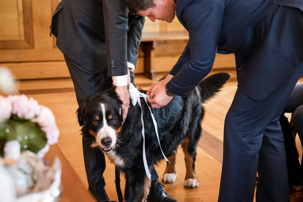 Hund bei Hochzeit im Standesamt, Brautpaar mit Hund, Trauung, Tierfotografie.