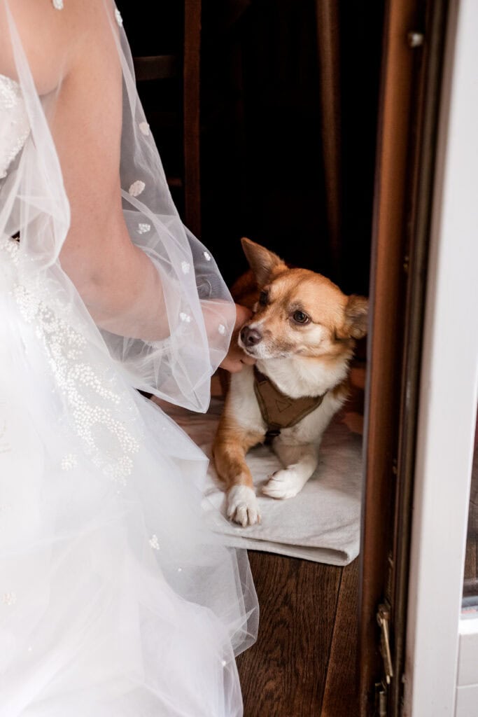 Hund von Braut
